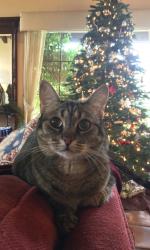 Lost Female Cat last seen 54th and Roadrunner, Paradise Valley, AZ 85253