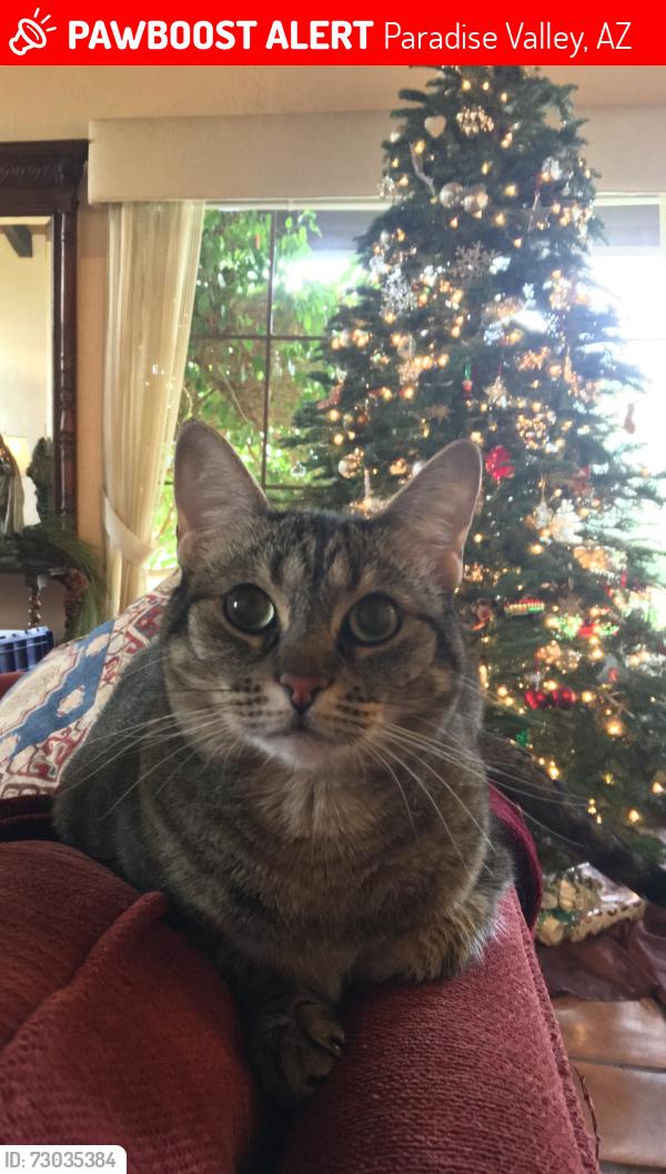 Lost Female Cat last seen 54th and Roadrunner, Paradise Valley, AZ 85253