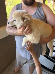 Found/Stray Male Dog last seen Falcon & Indian School, Goodyear, AZ 85395