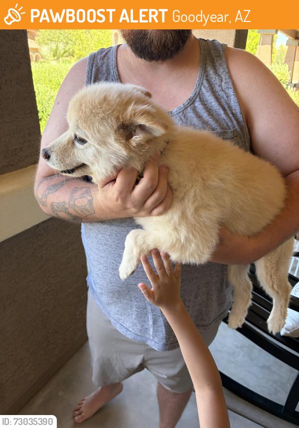 Found/Stray Male Dog last seen Falcon & Indian School, Goodyear, AZ 85395