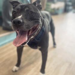 Shelter Stray Male Dog last seen , Animal Care & Control Team of Philly, 111 W Hunting Park Ave, Philadelphia, PA 19140, USA