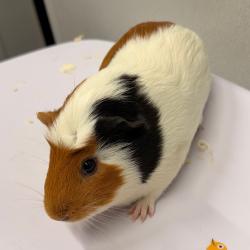 Shelter Stray Female Other last seen , 3607 N Armenia Ave, Tampa, FL 33607, USA
