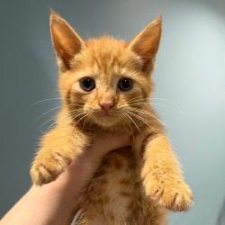 Shelter Stray Male Cat last seen , 4500 N Access Rd, Chattanooga, TN 37415, USA
