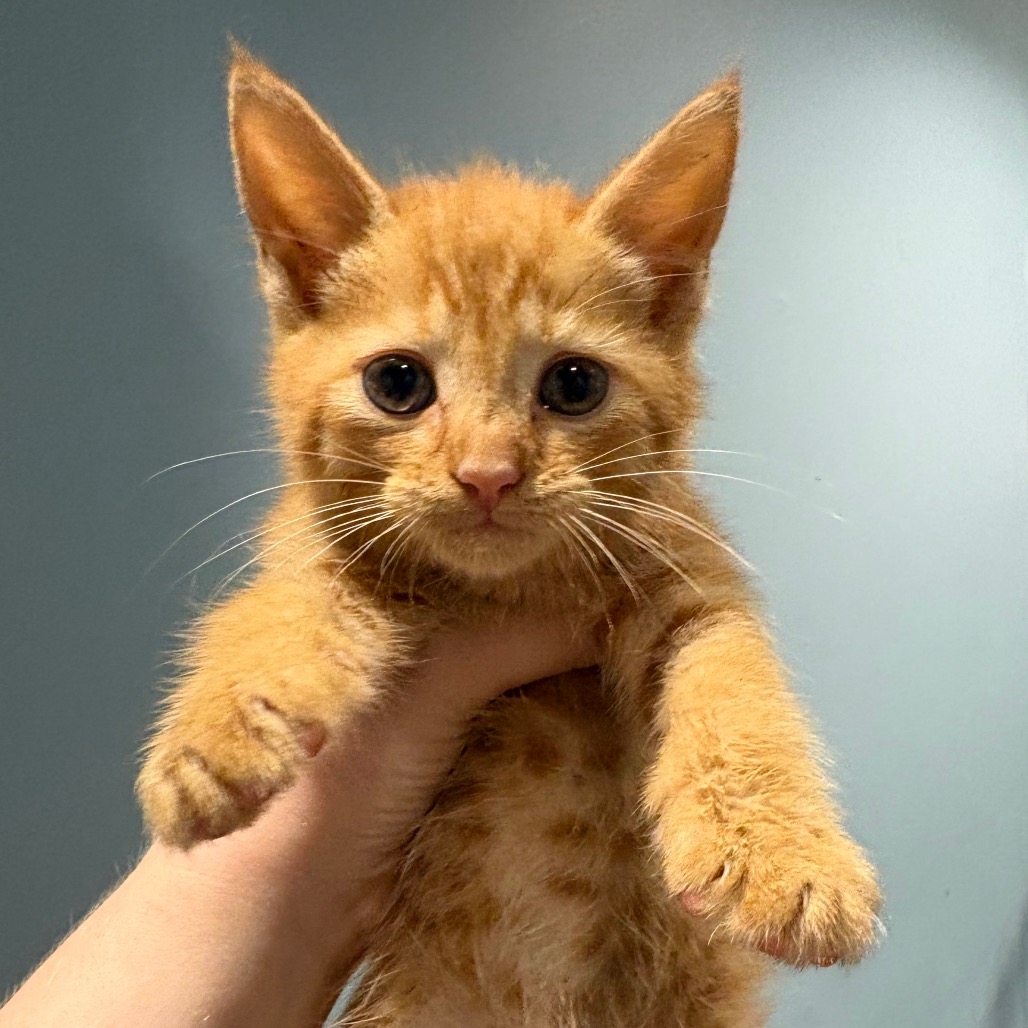 Shelter Stray Male Cat last seen , 4500 N Access Rd, Chattanooga, TN 37415, USA
