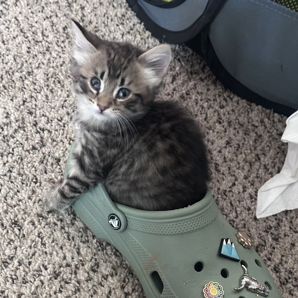 Shelter Stray Female Cat last seen , 2350 Appling City Cove, Memphis, TN 38133, USA