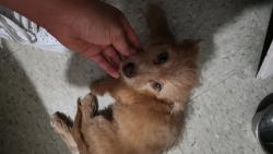 Lost Female Dog last seen 7th St and Dunlap, Phoenix, AZ 85020