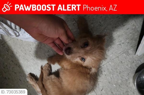 Lost Female Dog last seen 7th St and Dunlap, Phoenix, AZ 85020