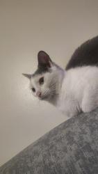 Lost Female Cat last seen Beverly and orme, Wichita, KS 67218