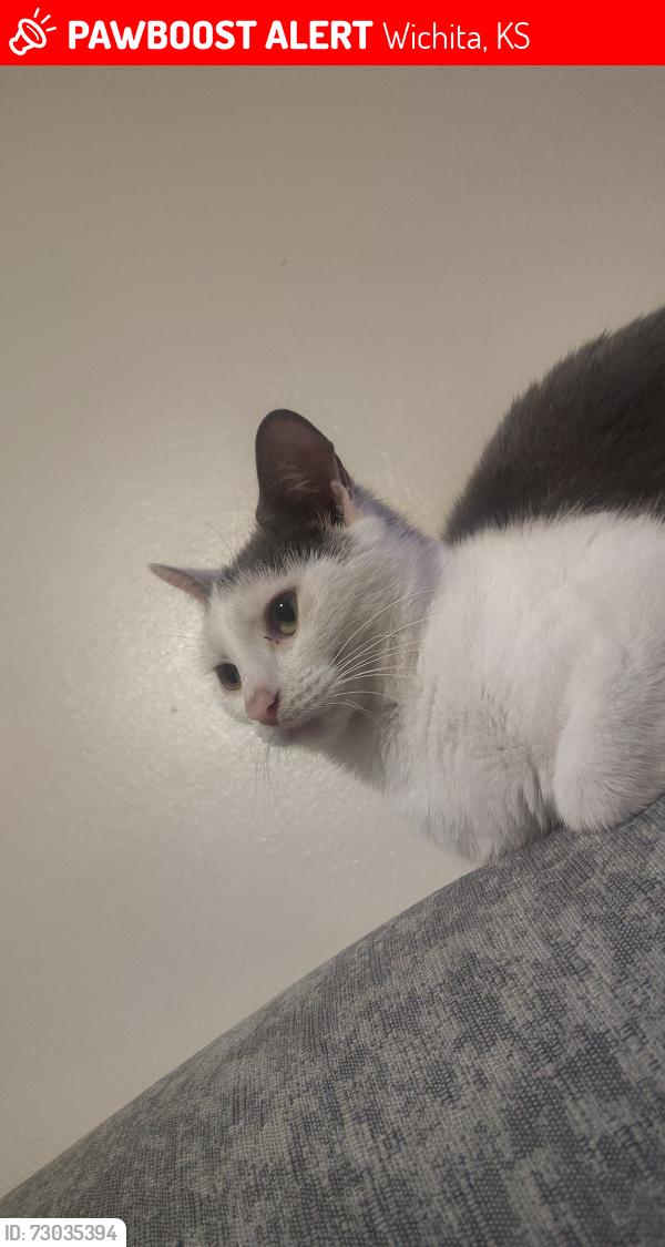 Lost Female Cat last seen Beverly and orme, Wichita, KS 67218