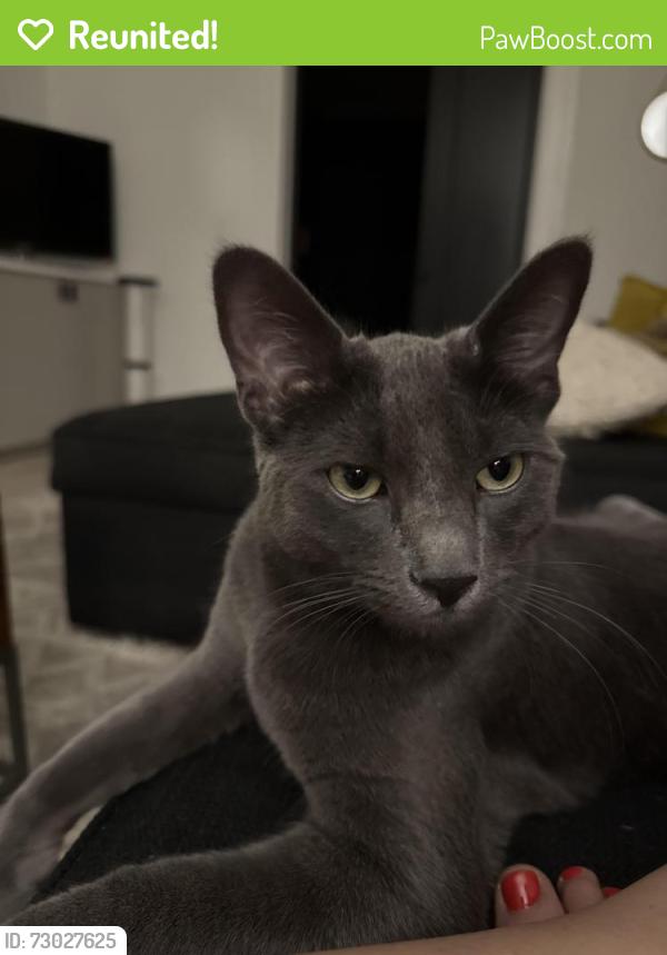 Reunited Male Cat last seen 24th & King, Denver, CO 80211