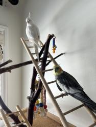 Lost Male Bird last seen Leahy and Lindon , Bellflower, CA 90706