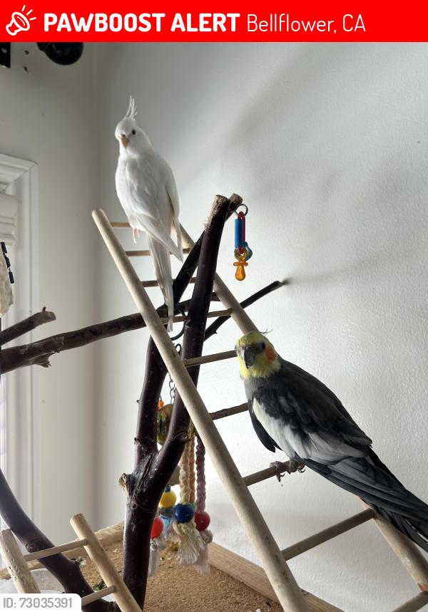 Lost Male Bird last seen Leahy and Lindon , Bellflower, CA 90706
