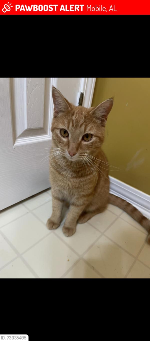Lost Male Cat last seen Heritage Trace Dr Neighborhood, Near Austin Dr, Mobile, AL 36695