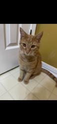Lost Male Cat last seen Heritage Trace Dr Neighborhood, Near Austin Dr, Mobile, AL 36695