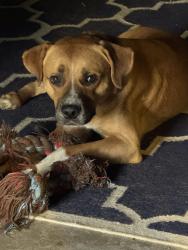 Lost Male Dog last seen Ash & Hood st, San Antonio, TX 78208