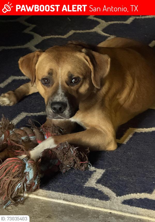 Lost Male Dog last seen Ash & Hood st, San Antonio, TX 78208