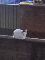 Lost Female Cat last seen Central drive , Greater Manchester, England SK5 7JQ
