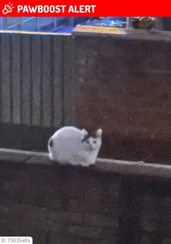 Lost Female Cat last seen Central drive , Greater Manchester, England SK5 7JQ