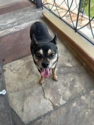 Found/Stray Male Dog last seen Stocker and Angeles Vista, View Park-Windsor Hills, CA 90043