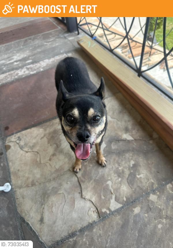 Found/Stray Male Dog last seen Stocker and Angeles Vista, View Park-Windsor Hills, CA 90043