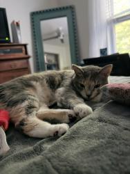 Lost Female Cat last seen ODU Dunkin, Norfolk, VA 23510