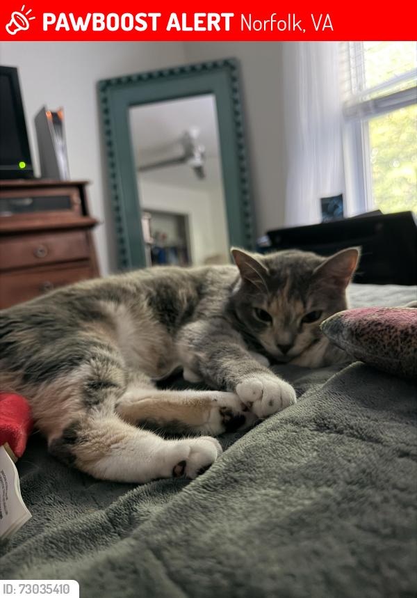 Lost Female Cat last seen ODU Dunkin, Norfolk, VA 23510