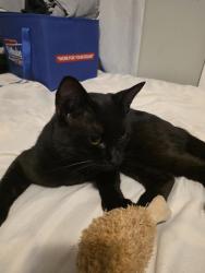 Lost Male Cat last seen C St/New Spaulding St, Lowell, MA 01851