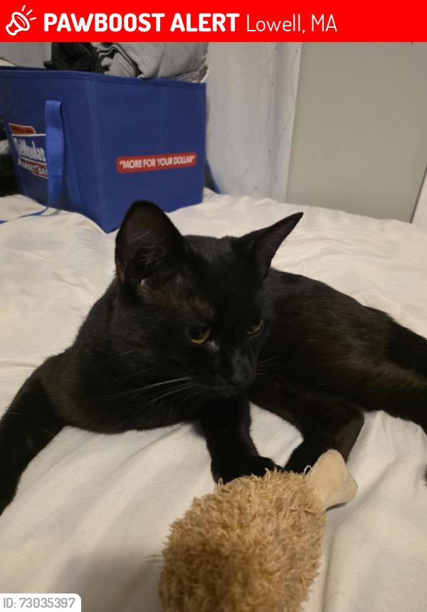 Lost Male Cat last seen C St/New Spaulding St, Lowell, MA 01851