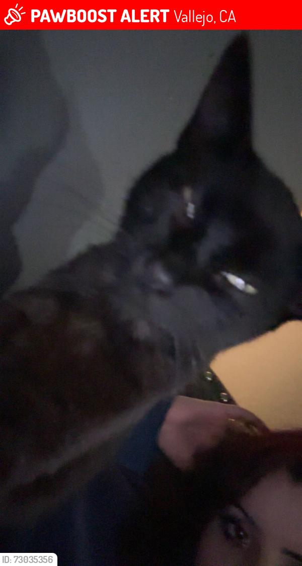 Lost Male Cat last seen Mini drive , Vallejo, CA 94589