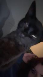 Lost Male Cat last seen Mini drive , Vallejo, CA 94589