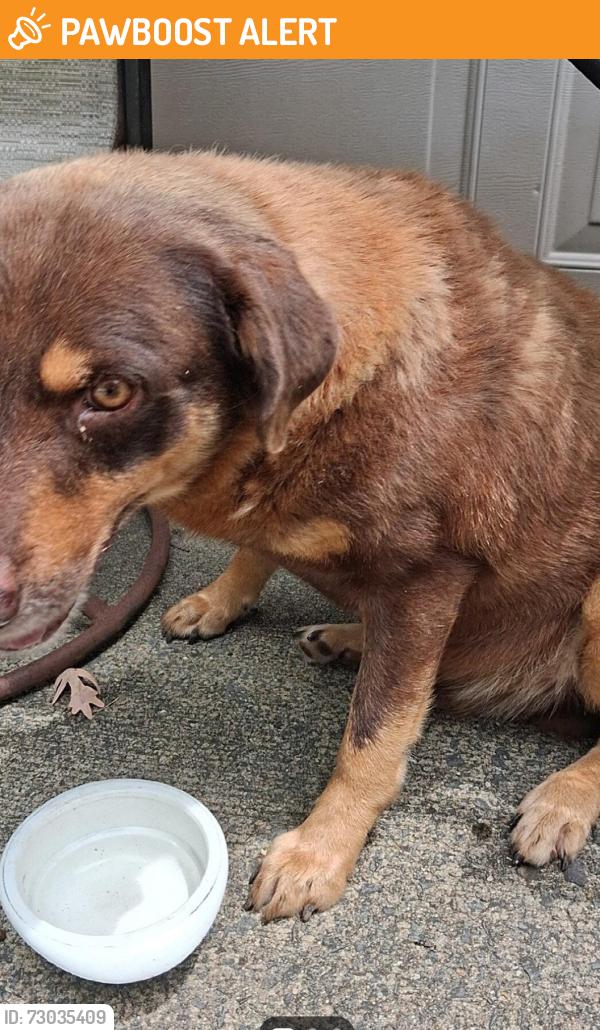 Found/Stray Male Dog last seen Pike Avenue near the bases, North Little Rock, AR 72118