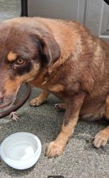Found/Stray Male Dog last seen Pike Avenue near the bases, North Little Rock, AR 72118