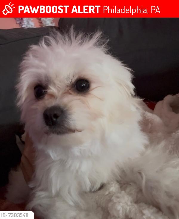 Lost Female Dog last seen Near , Philadelphia, PA 19154
