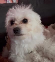 Lost Female Dog last seen Near , Philadelphia, PA 19154