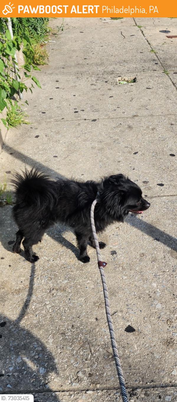 Found/Stray Male Dog last seen 62nd Elmwood, Philadelphia, PA 19142