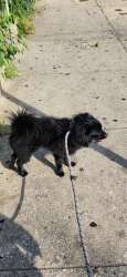Found/Stray Male Dog last seen 62nd Elmwood, Philadelphia, PA 19142