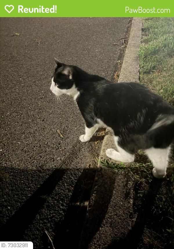 Reunited Unknown Cat last seen Darien Way, New Hope, PA 18938