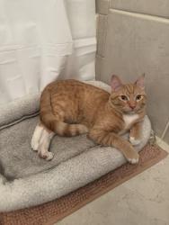 Found/Stray Unknown Cat last seen Cedar Pointe cndmniums, Denver, CO 80246