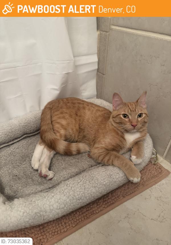 Found/Stray Unknown Cat last seen Cedar Pointe cndmniums, Denver, CO 80246