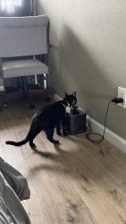 Lost Female Cat last seen Calle Santiago, Chula Vista, CA 91910