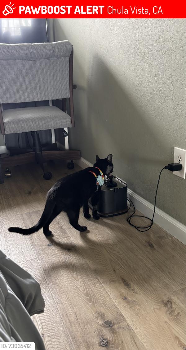 Lost Female Cat last seen Calle Santiago, Chula Vista, CA 91910
