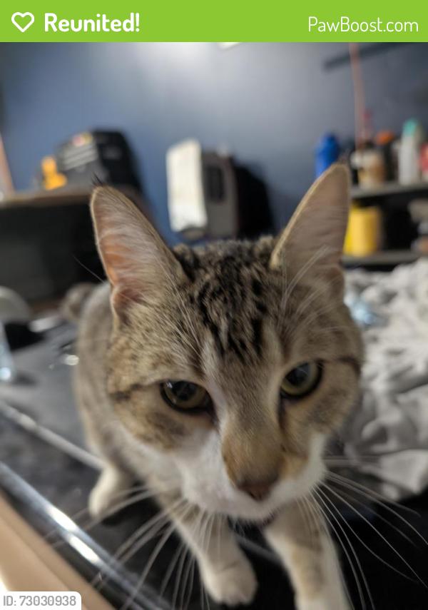 Reunited Male Cat last seen Millwoods Road, Edmonton, AB T6K