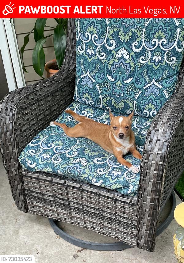 Lost Male Dog last seen Washburn and north 5th, North Las Vegas, NV 89031