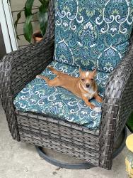 Lost Male Dog last seen Washburn and north 5th, North Las Vegas, NV 89031