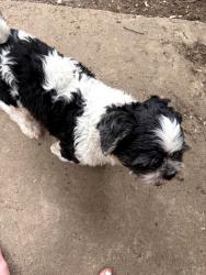Found/Stray Unknown Dog last seen Cooley lk rd and hosp , Waterford Township, MI 48327