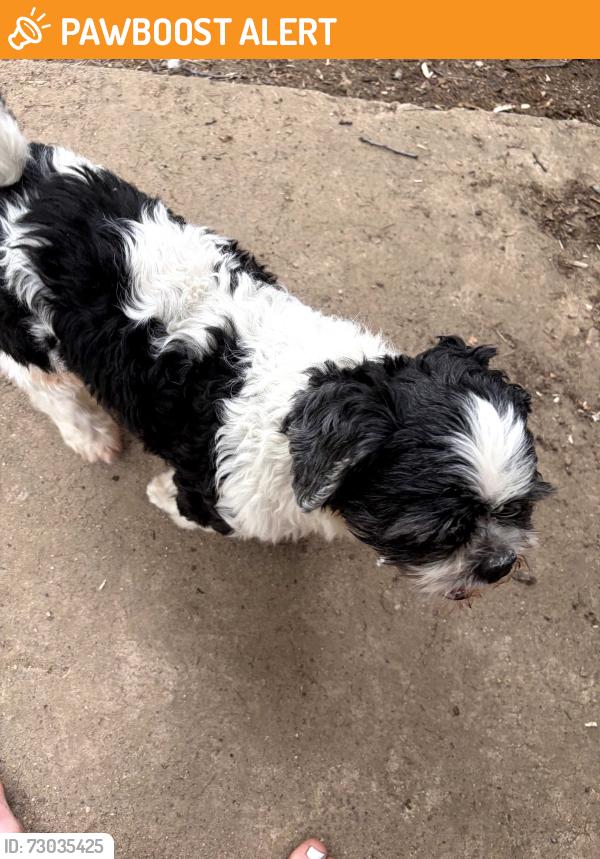 Found/Stray Unknown Dog last seen Cooley lk rd and hosp , Waterford Township, MI 48327