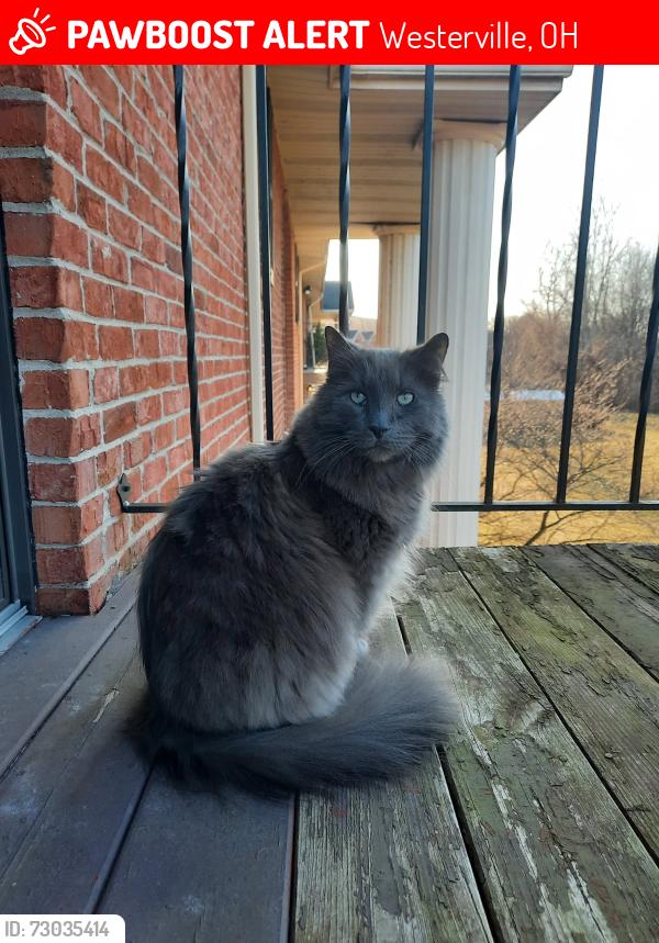 Lost Male Cat last seen Hamilton and Central College Rd Westerville Andrew Reserve Apt Complex, Westerville, OH 43081