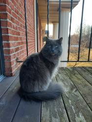 Lost Male Cat last seen Hamilton and Central College Rd Westerville Andrew Reserve Apt Complex, Westerville, OH 43081