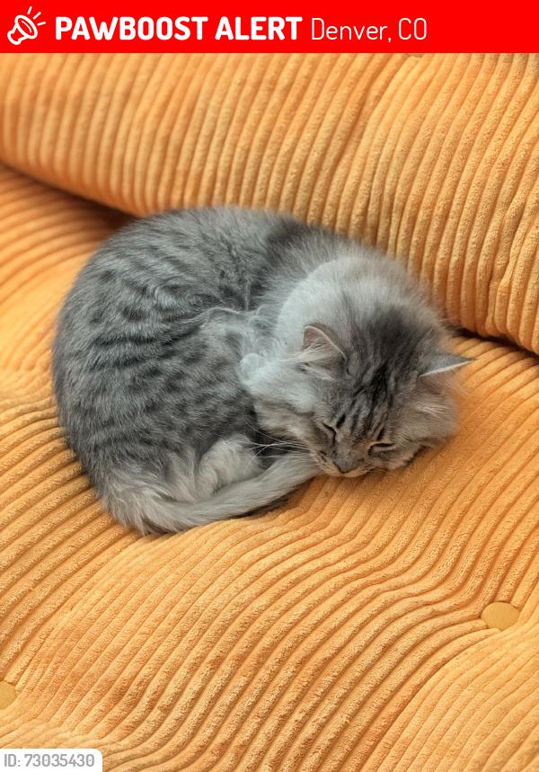 Lost Female Cat last seen S Forest & Jewell, Denver, CO 80222