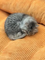 Lost Female Cat last seen S Forest & Jewell, Denver, CO 80222